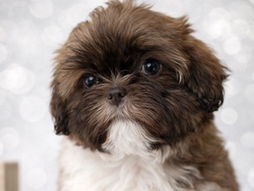 Shih Tzu – SHIH TZU – Dubai
