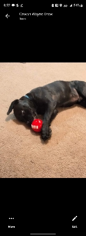 Rottweiler – needs a good home