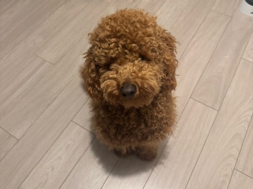 Poodle – Ik verkoop 4 kleine poedelpuppy's. – Mortsel