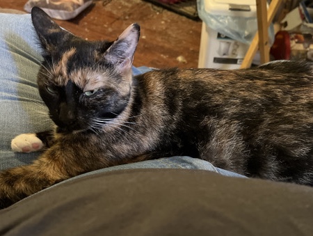 American Shorthair – Katana – Hickory
