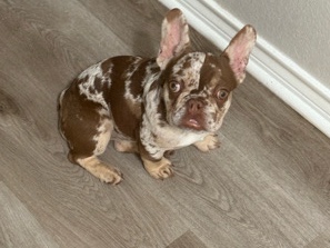 Image of French Bulldog