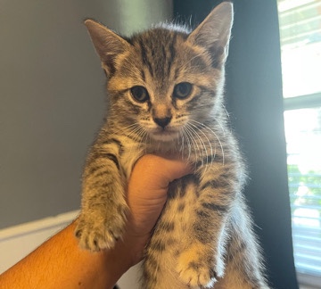 rehoming kittens