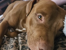 American Pit Bull Terrier – Roscoe – Cocoa