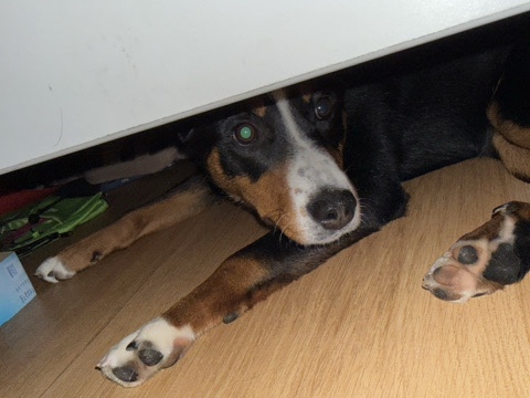 Appenzeller Sennenhund – Kira sucht neues Zuhause – Aalen