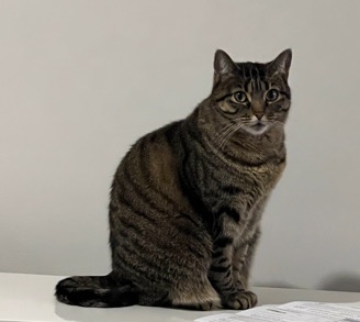 Rehome Mardigras