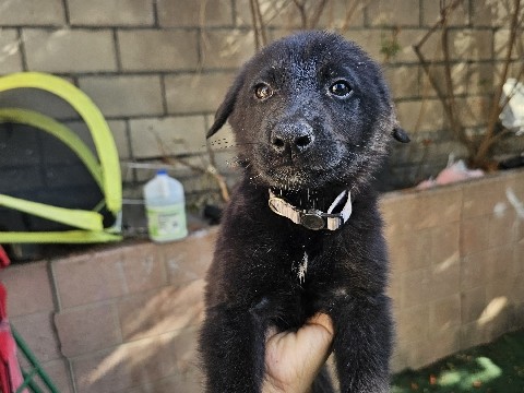 German Shepherd – German shepard mixed with lab – Orange