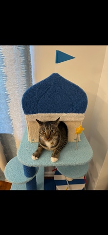 Rehoming Sweet Savannah/Tabby Kitten 