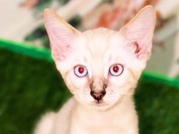 Bengal – Stunning Bengal Kitten for Sale – 2 Months Old in Ajman – Ajman
