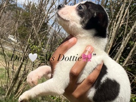 Chihuahua – Ms Dottie 🤍🎀 Is Looking For A New Home – High Point