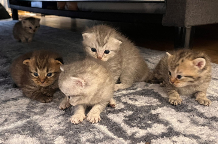 schottische faltohrkatze zu verkaufen
