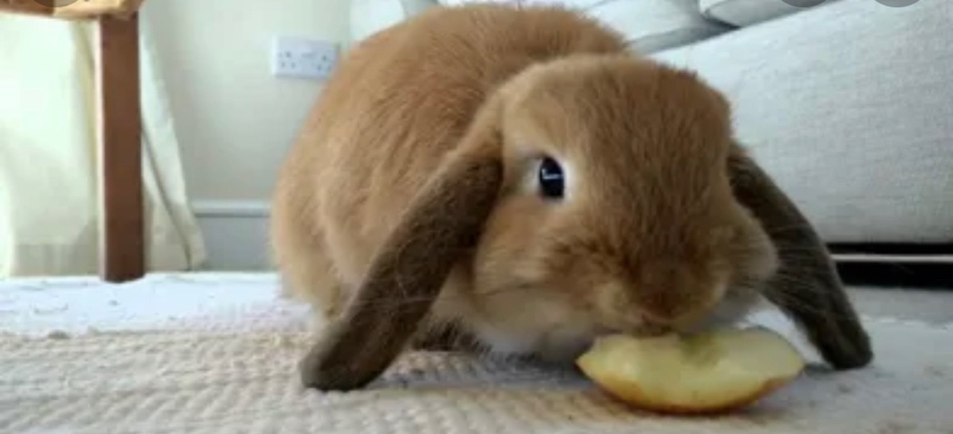 Mini Lop – 7months mini lop