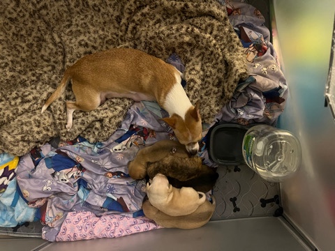 Chihuahua – deer head chihuahua puppies