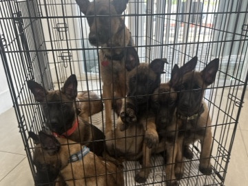 Belgian Shepherd Dog (Malinois) – Belgian Mallinois Pups – Deerfield Beach