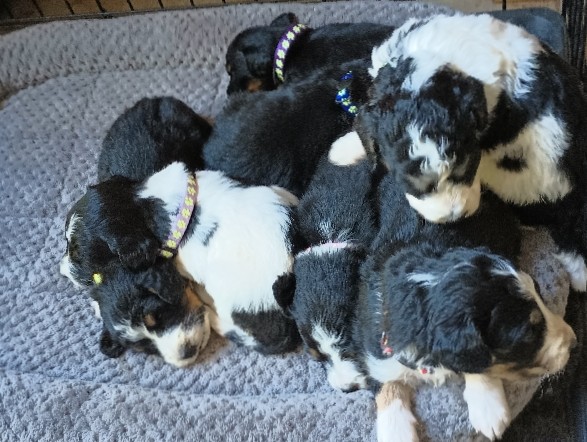 mini bernedoodles 