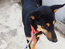 German Shepherd – German Shepherd Dog Available – 9 Months Old in Rampurmaghil – Rampurmaghil