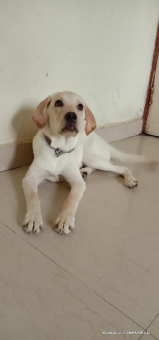 Cão de Castro Laboreiro – dog sell