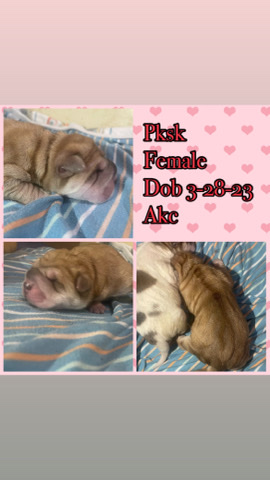 Chinese sharpei pups