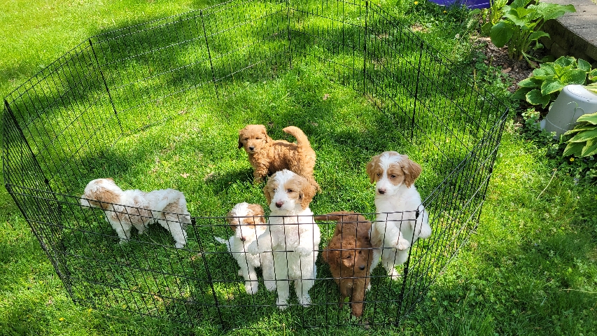 Goldendoodles