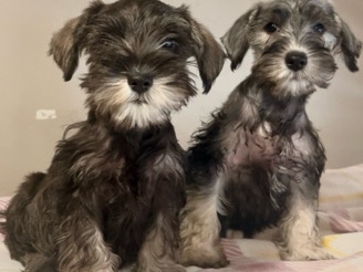 Miniature Schnauzer – miniature schnauzer