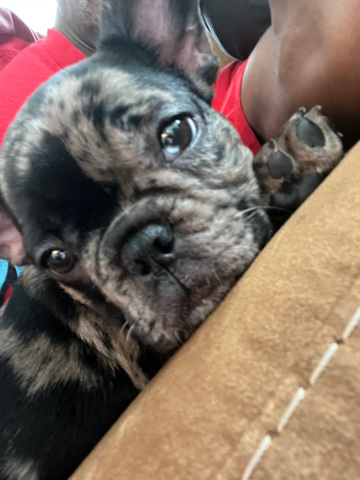French Bulldog – frenchie