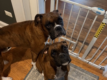 Boxer – rehome – Oswego