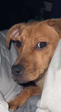 Catahoula Cur – dog