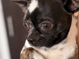 Chihuahua – 🐾 Purebred Merle Chihuahua for Sale – Looking for a Loving Home 🐾 – Abu Dhabi