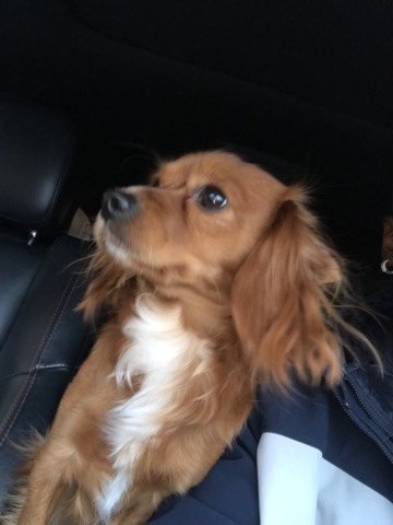 Cavalier King Charles Spaniel – mini cavapoo