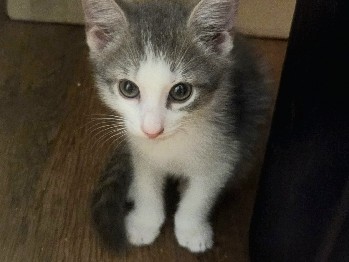 Russian White, Black and Tabby – Adorable & Playful Kittens Ready for Loving Forever Homes! – Roosevelt