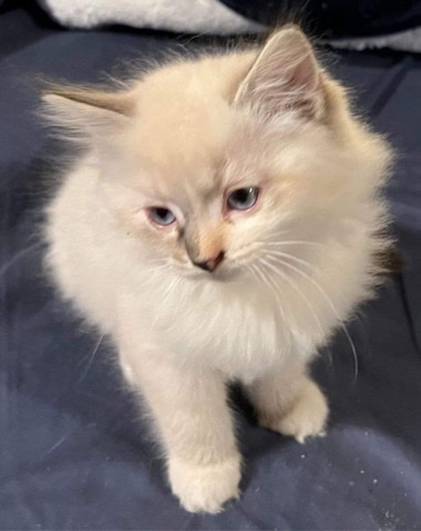 Ragdoll – Ragdoll Kitten