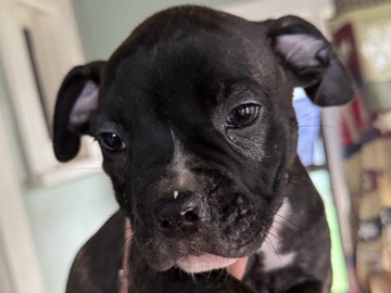 American Bulldog – American Bulldog – Watertown