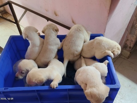 Labrador Retriever – CUTE LABRADOR PUPPIES – Puducherry