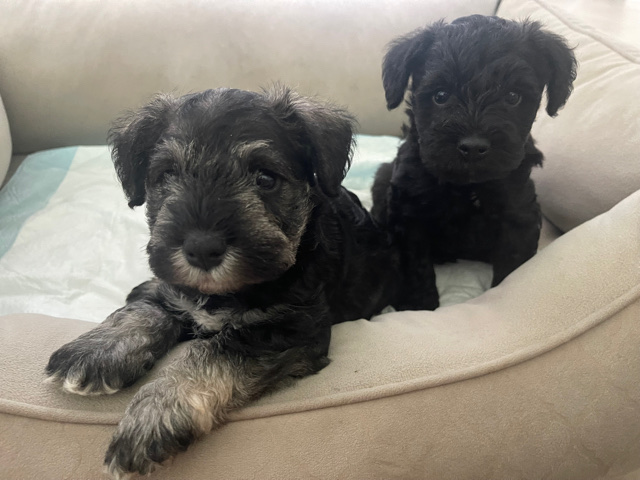 Miniature Schnauzer – Mini Schnauzer Pups