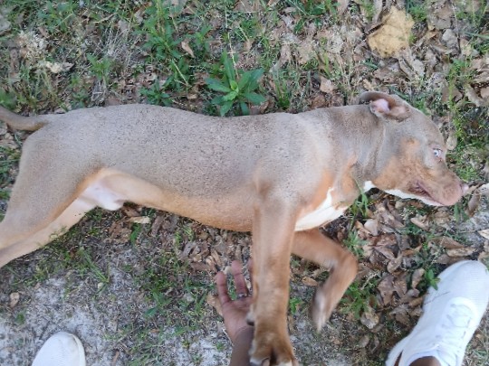 American Pit Bull Terrier - Simba needs your Help! available for adoption in Lugoff