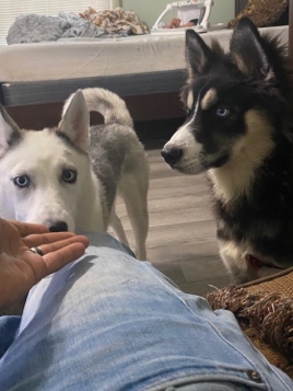 Siberian Husky – husky blue eyes