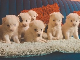 Pomeranian Puppies for Sale – 45 Days Old (Healthy/Active) – Hyderabad