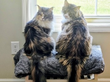 Maine Coon – Male and Female Maine **** – Washington