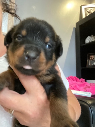 Rottweiler – Rottweiller puppies