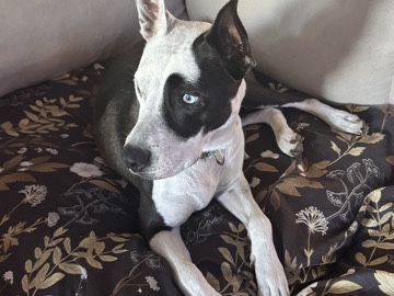 Meet Nova β Sweet, Smart, and Ready for Her Forever Home! β Bartow