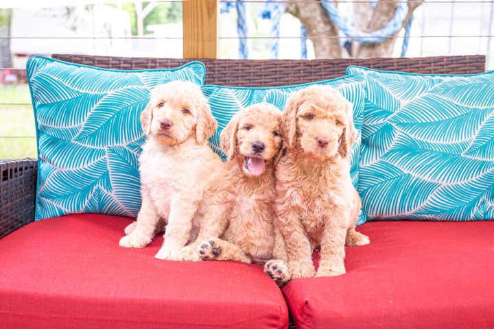 Golden Retriever – golden doodles