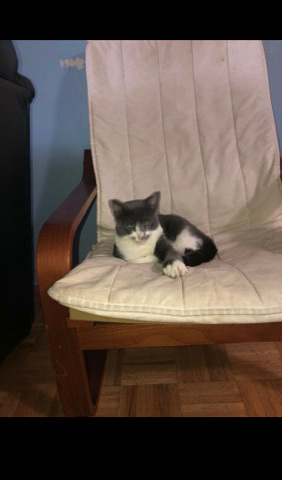 Adorable Cats looking for a loving home