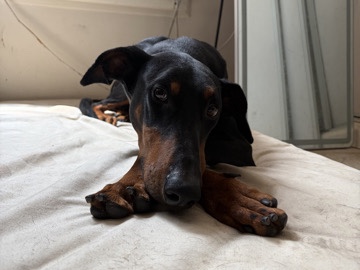 Doberman Pinscher – Doberman (female) looking to Rehome with a nice yard and live – Los Angeles
