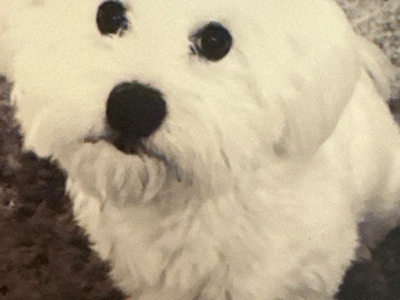 Maltese – vendita cane