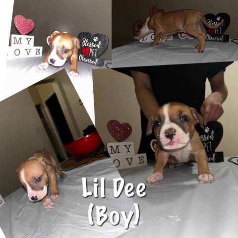American Bulldog – bullies forsale