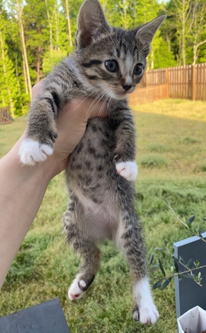 kittens for sale