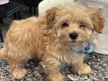 Shih Poo – sell – Orlando