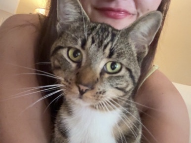 Cat - super friendly, loves all people, good with animals – Blue Springs