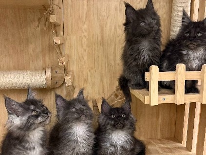 Maine Coon – PureBred Maine Coons – Dubai