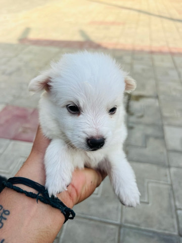 Pomeranian – for rehome dogs