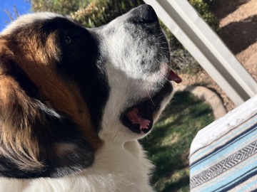 St. Bernard – Designer Puppies/HYBRiD/St. Bernard-Poodle – Las Vegas